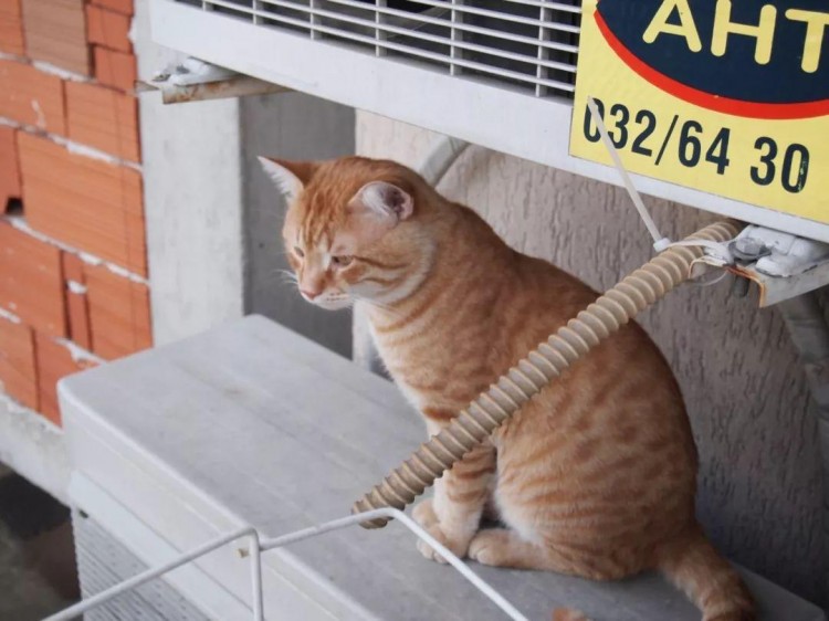 猫咪不满香港生活居然离家出走最后的结局果然很橘式