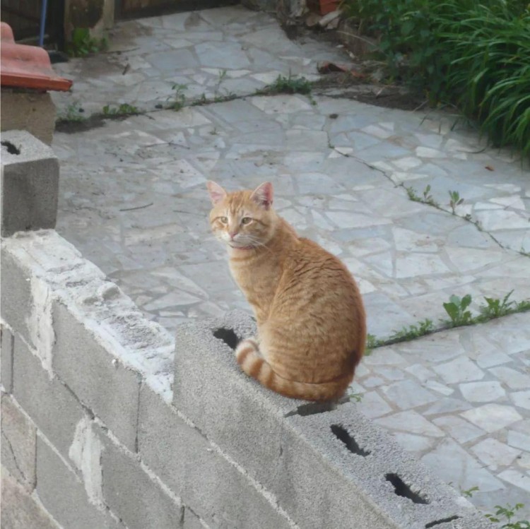 猫咪不满香港生活居然离家出走最后的结局果然很橘式