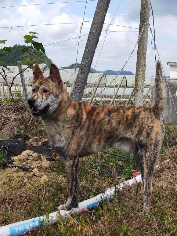 这只中华田园犬的真好看这花纹基因能传给下一代就好了