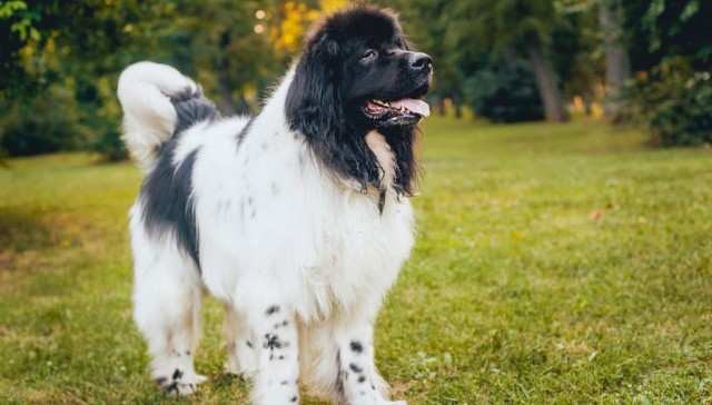 超大型犬当中的憨厚犬种来自纽芬兰的纽芬兰犬它们是怎样的狗